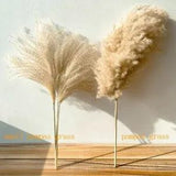 Real Pampas Grass Decor 8/10/20/50 Pcs/Lot Natural Dried Flowers Plants Bouquet