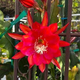 Desert Ruby Epiphyllum
