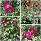 VARIEGATED MORNING GLORY Flower Seeds - White Variegation on Leaves with Fuchsia Pink Heavenly Flowers / Variegate Foliage on Vine/ Climber