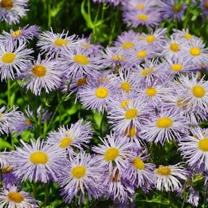 Fleabane Daisy Flower Seeds - Open-Pollinated for Seed Saving - Non-Hybrid & Non-GMO - Heirloom Canada Flower Seeds