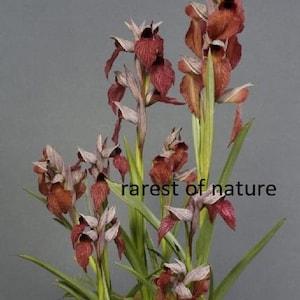 Terrestrial wonder Orchid heart-shaped lip serapias (Serapias cordigera) - 1 large healthy , flowering size bulb