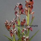 Terrestrial wonder Orchid heart-shaped lip serapias (Serapias cordigera) - 1 large healthy , flowering size bulb