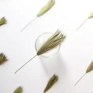 12PCS Real Pressed Dry grass with stem, floral supply leaves for art craft FSS64