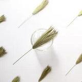 12PCS Real Pressed Dry grass with stem, floral supply leaves for art craft FSS64
