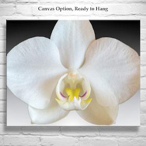 Orchid Abstract Art Print with Framed Canvas Option