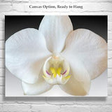 Orchid Abstract Art Print with Framed Canvas Option
