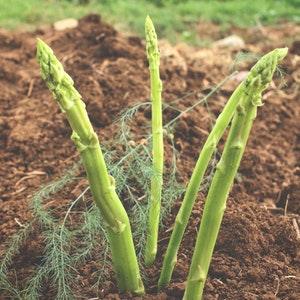 Mary Washington Asparagus Seeds, Vegetable Seeds