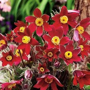 Pasque Flower Meadow Anemone Red Flowers 0.2g - 40 Seeds - Pulsatilla Vulgaris NON GMO