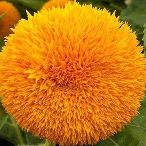 Teddy Bear Sunflower 15 Seeds