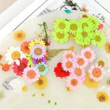 1 Bag Dried Flower Dry Plants For Candle Epoxy Resin Pendant Necklace...