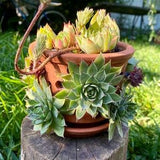Handmade rustic terracotta succulent pot with holes. Handcraft ceramic plant pot, succulent planter, flower pot, orchid pot with holes.