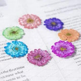 12PCS real Pressed dry Marguerite, Paris Daisy Flower, dyed colors flower FSS25