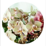 High quality print - Orchid bouquet