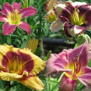 Daylily Seeds Colour Mix for the Garden, 15 Seeds, Landscape Flower Easy to Grow, Zones 2-8 Perennial Seeds Start Anytime, Hemerocallis