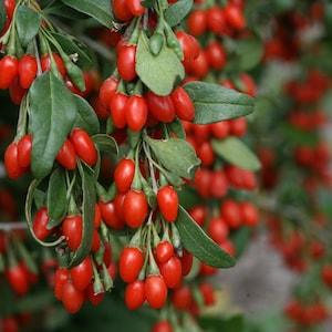 25 Organic Goji Berry Seeds, Fruit Garden Seed, PERENNIAL Food, Prepper Medicinal Garden Seeds, Bulk Seeds, Grow Tea + Make AWESOME Jelly