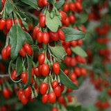 25 Organic Goji Berry Seeds, Fruit Garden Seed, PERENNIAL Food, Prepper Medicinal Garden Seeds, Bulk Seeds, Grow Tea + Make AWESOME Jelly
