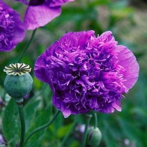 POPPY 'PURPLE PEONY' Dark Papaver Paeoniflorum Double 30 Seeds