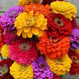 California Giants Mix Zinnia Seeds | Cut and Come Again Garden Rainbow Flowers Seed Sunflower Rose Plant Seed For 2024 Season Fast Shipping