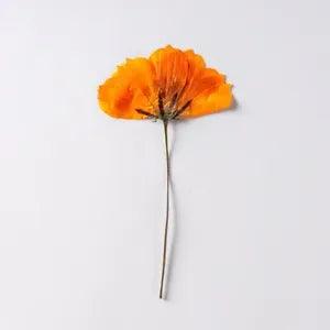 8-10cm 24pcs tiny flowers material dry flower mobile phone case plant decor