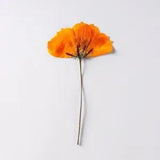 8-10cm 24pcs tiny flowers material dry flower mobile phone case plant decor