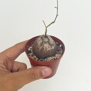 Dioscorea Elephantipes | Exquisite Ultra Rare Korean Succulent | LivingPlant | Shown on Pic | Not Seed