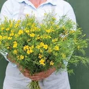 Lemon Gem Marigold Seeds Tagetes tenuifolia fragrant orange cut flower edible long lasting blooms companion from Dizzy Bees Urban