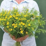 Lemon Gem Marigold Seeds Tagetes tenuifolia fragrant orange cut flower edible long lasting blooms companion from Dizzy Bees Urban