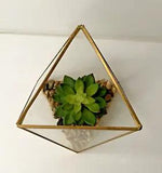 Flora Bunda 7" Artificial Succulents Garden in Glass Square Open Top Terrarium