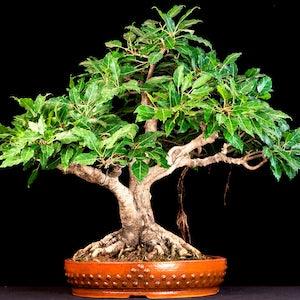Ficus hispida - Hairy Fig - 50 Seeds
