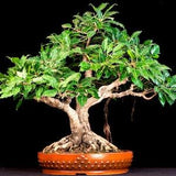 Ficus hispida - Hairy Fig - 50 Seeds