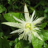 Passiflora Capsularis White Vanilla Cream Passion Fruit Flower Maracuya 10 Seeds