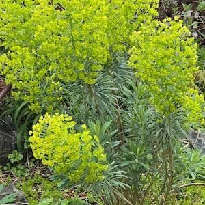 Euphorbia Characias splurge SEEDS  bouquet  attracts Butterflies Bees Birds Cut flower Dizzy Bees Urban Garden