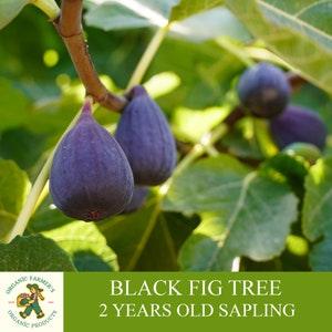 Black Fig Sapling, Grafted Ready To Plant, With Tuberous Soil, 2 Year Old Abundant Fruity Fig Tree for Pot and Garden - Heirloom