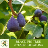 Black Fig Sapling, Grafted Ready To Plant, With Tuberous Soil, 2 Year Old Abundant Fruity Fig Tree for Pot and Garden - Heirloom