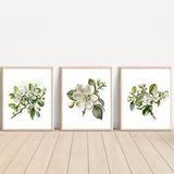 Set of Apple Blossom ART PRINTS Wall picture Home (10 X 8??? Sized, unframed)