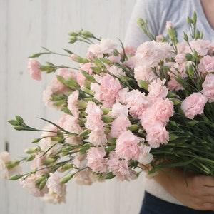 40+ seeds / Heirloom Vintage Carnation Seeds / Chabaud La France Dianthus / No GMO / Edible Flowers /  Shell Pink / Fragrant/(#44)