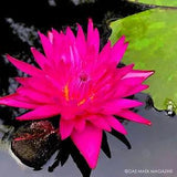 Magenta & Pink 'Queen of Siam' Tropical Water Lily Tuber Rhizome (Live Plant)