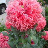 50+ Pink Pompon Poppy Seeds / Papaver somniferum / English Garden / Flower Seeds / Cloud Poppy Seeds  / Breadseed / Swan / Frilled / Fringe
