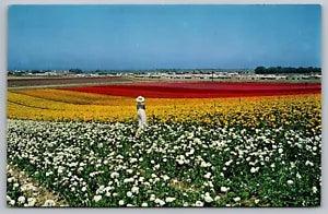 Greetings California Ranunculus Flowers Scenic Foliage Chrome UNP Postcard