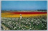 Greetings California Ranunculus Flowers Scenic Foliage Chrome UNP Postcard