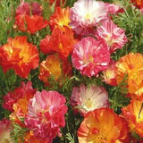 Mission Bells California Poppy Seeds huge heads cut flowers bouquet florist Dizzy Bees Urban Garden