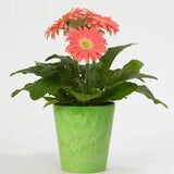 BIN#2R7D6 Gerbera Daisy Seeds Revolution Salmon Shades Light Eye 15 Seeds