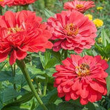 25 Benary's Giant Coral Zinnia Seeds / Zinnia Elegans / Cut Flower /Bouquet Flower /Wedding Flowers / English Garden / Wildflowers / Cottage