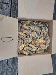 400+ Milkweed Pods, Empty, Dried for Arts, Crafts, Wreaths,  unsorted Box D