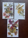Three REAL Pressed flower no color enhancement 8.5x5.5 size