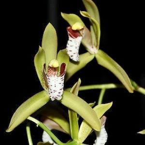 Cymbidium tigrinum miniature orchid specimen sweetly fragrant Amazing