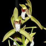 Cymbidium tigrinum miniature orchid specimen sweetly fragrant Amazing
