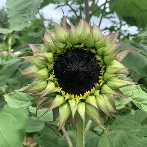 SunFill? Purple Sunflower Seeds, Single Stem Cut Flowers, 30 Seeds // Non GMO, helianthus annuus