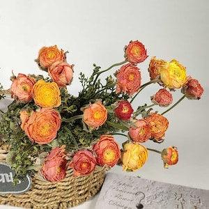 dried Ranunculus  bnunch??natural Ranunculus  flowers bouquet??dried flowers arrangement??home decoration??flowers bouquet for vase