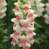 Potomac Apple Blossom Snapdragon Seeds 20 count